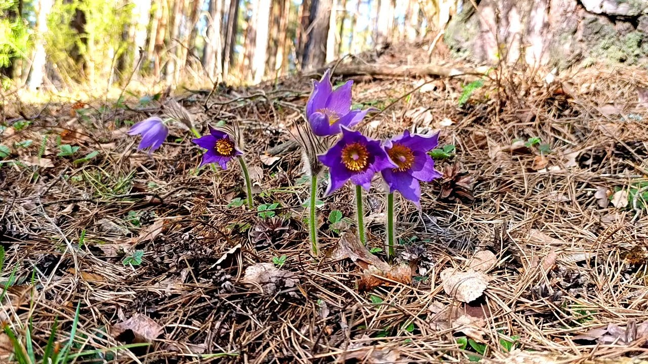 Расслабляющий весенний лес🌱 Успокаивающее пение птиц в лесу