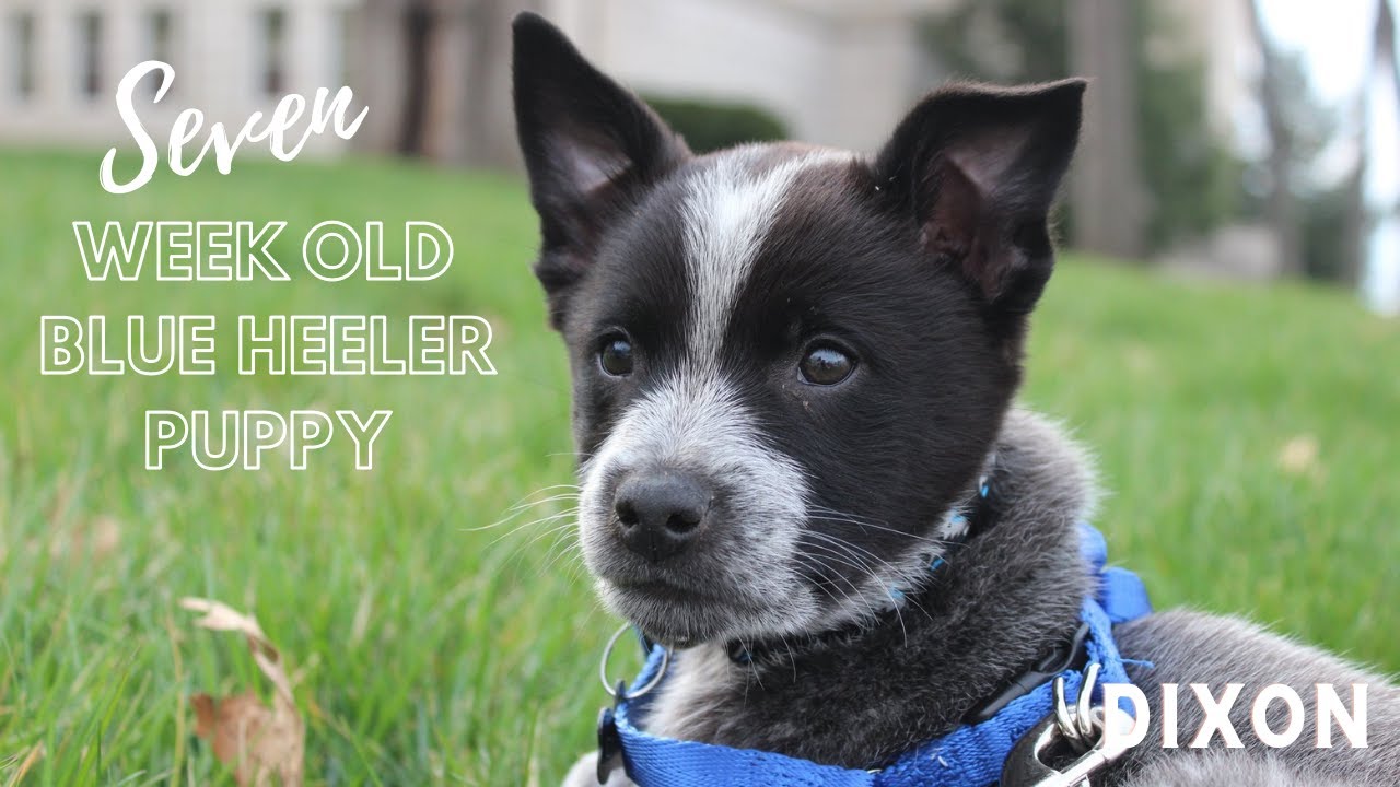 OUR 7 WEEK OLD BLUE HEELER PUPPY