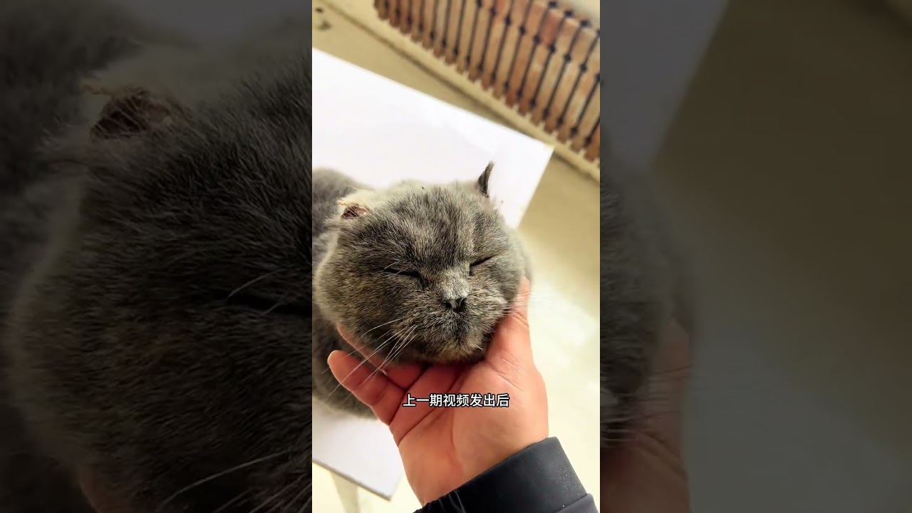 Miracle Rescue: Frozen Ears Cat Found in the Cold