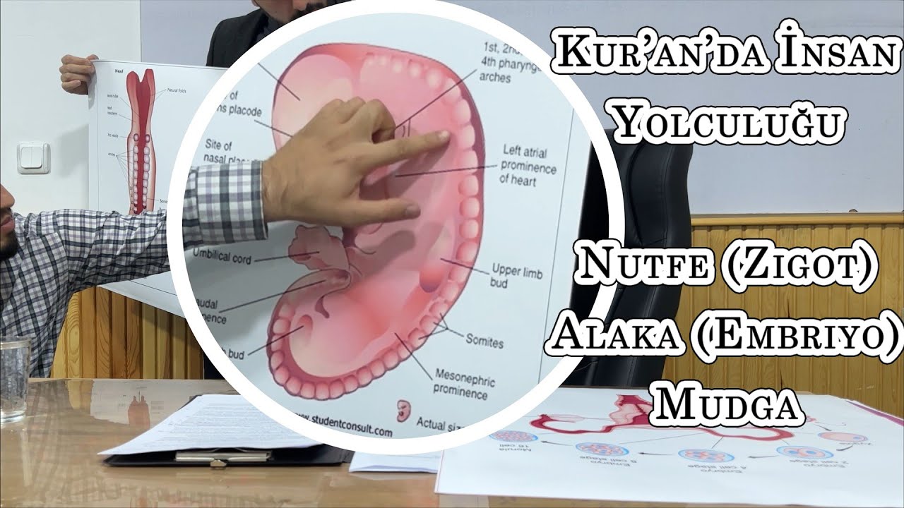Kur’an ve Embriyoloji: Âyetlerle Yaratılış Mucizesi ve Bilimsel Gerçekler