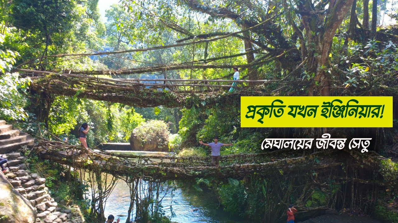 Double Decker Living Root Bridge | Meghalaya