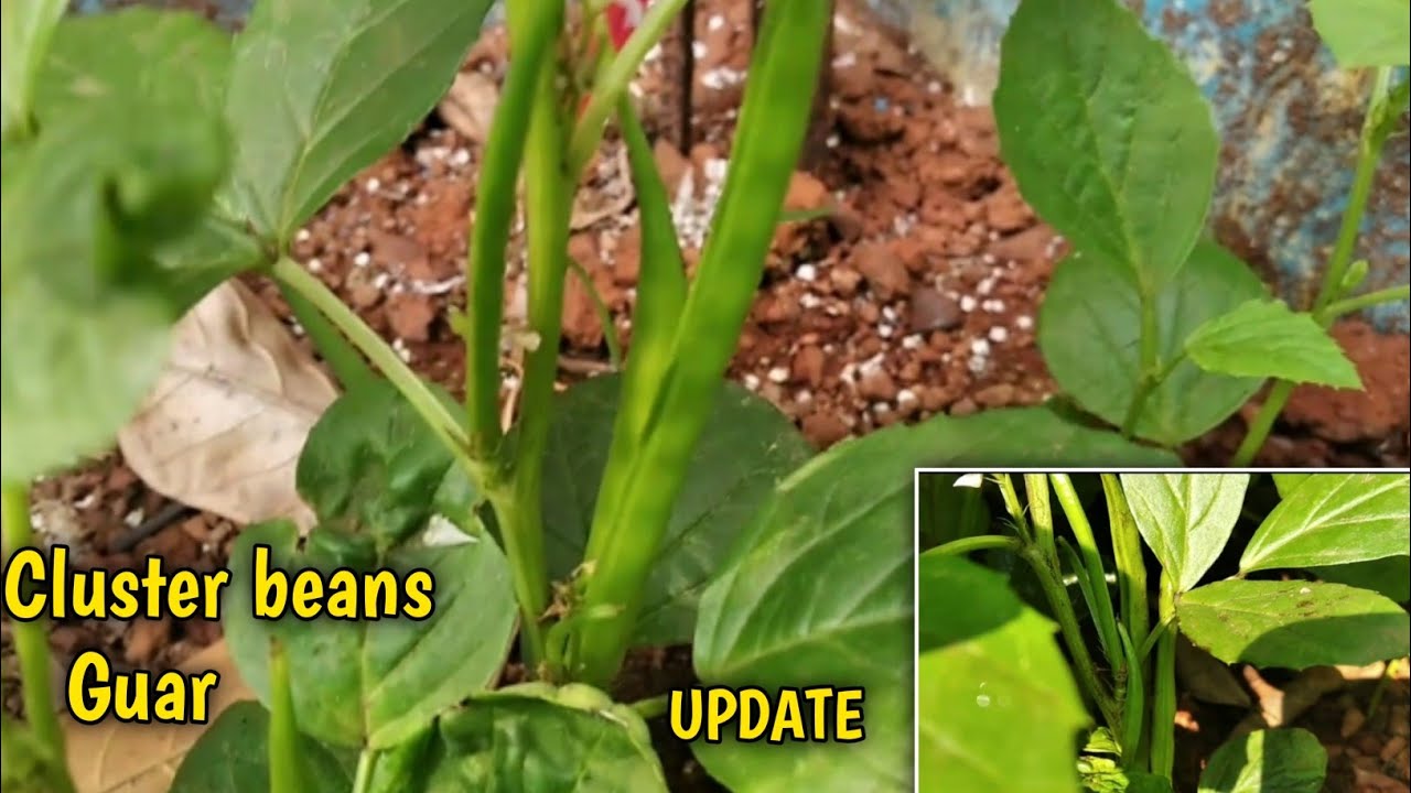 cluster Bean update || Guar update|| how to grow cluster beans at home