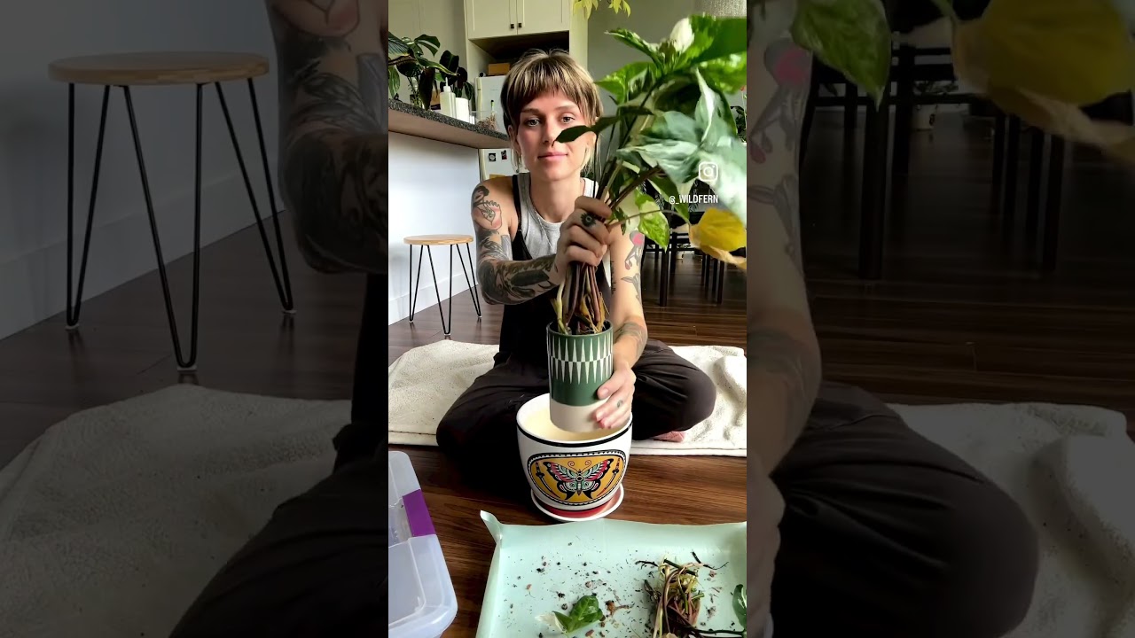🦋 syngonium albo propagation with results 🦋 #houseplants