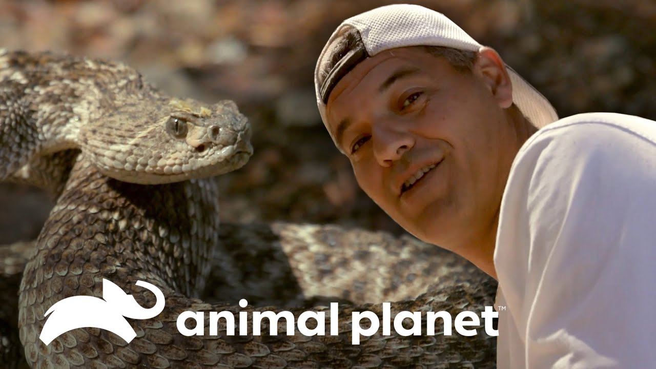 Urso-pardo e cobra cascavel perseguem Frank | Perdido na Califórnia | Animal Planet Brasil