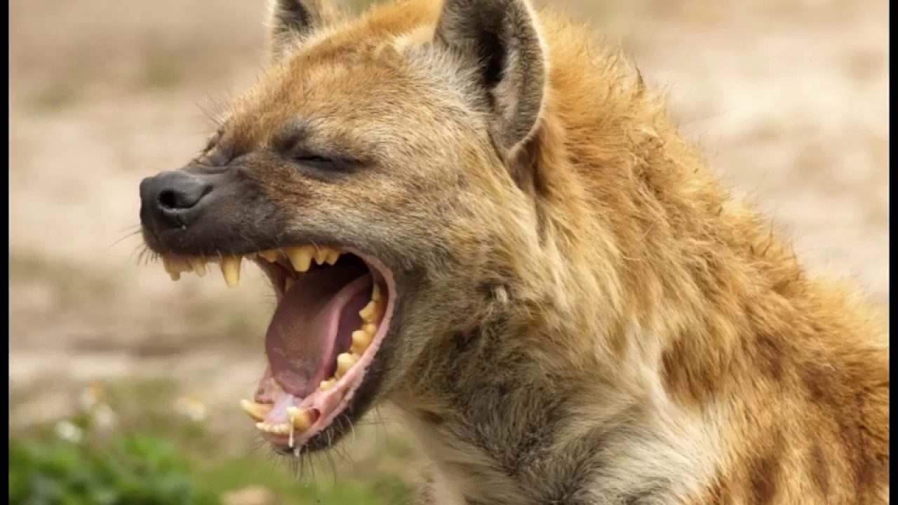 Hyena Laughing