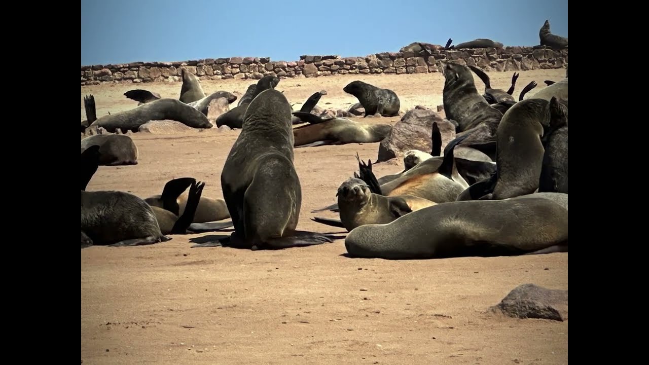 Cape Cross Namibia Excursion with Africa Hunt Lodge