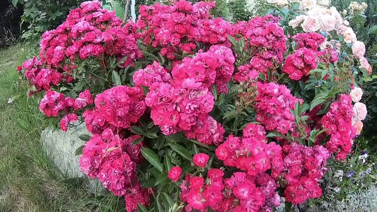 Полиантовые розы. Alberich (Альберих)