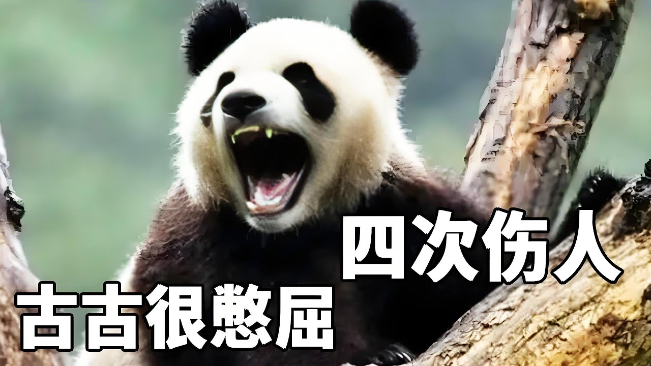 北动保安队长古古曾四次伤人，号称史上最凶残大熊猫，为什么却是最憋屈的大熊猫？ 【你好大熊猫】#大熊猫 #panda #熊日常 #福宝