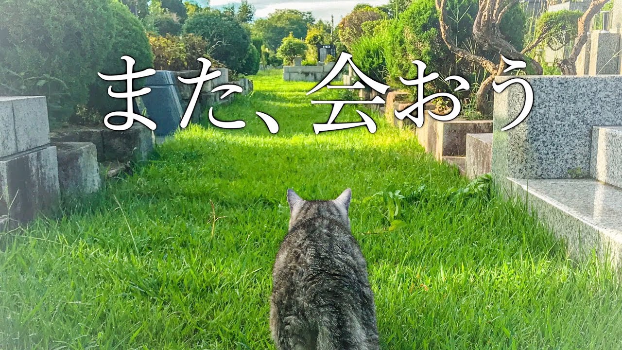 【じと目猫のみゅう】覚悟していたお別れの時がきました…。【＃5】