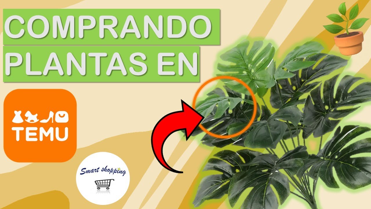 Compré  plantas en Temu  y mira lo que paso,valen la pena ?