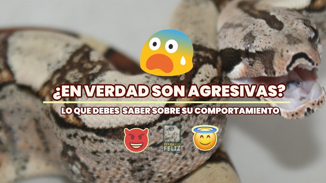 Temperamento en Boas Imperator - El Terrario Feliz