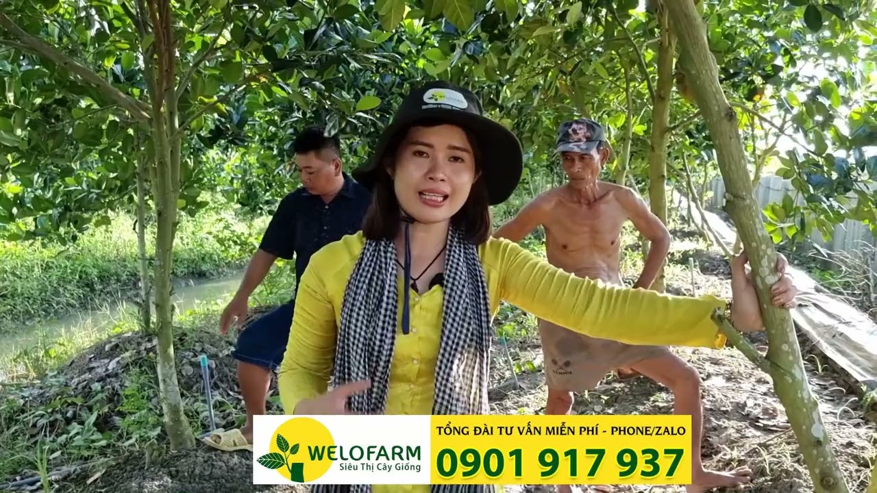 Hậu quả của mô hình trồng mít đôi 2 cây vô một gốc | SIÊU THỊ CÂY GIỐNG WELOFARM