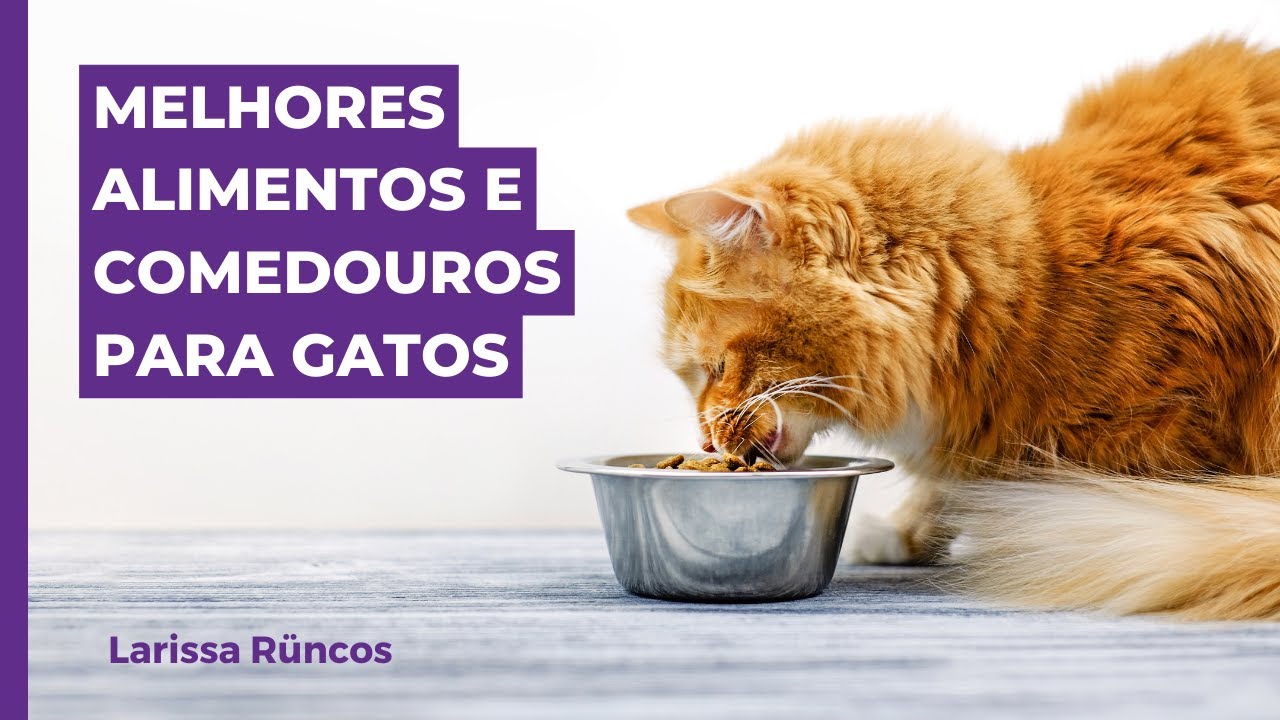QUAIS OS MELHORES ALIMENTOS E COMEDOUROS PARA O SEU GATO?