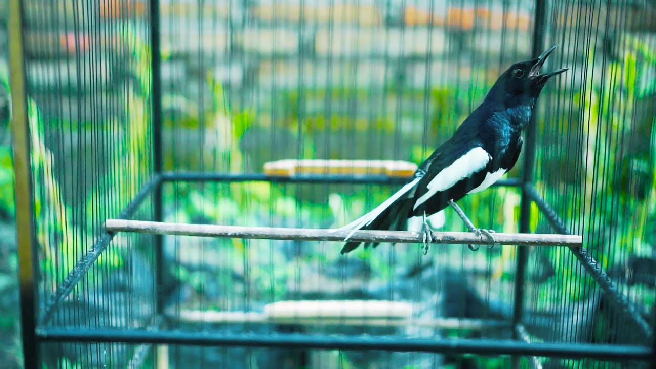 KACER LAIN PASTI KONSLET NEMBAK ISIAN MATERI,PANCINGAN KACER GACOR FULL ISIAN TARUNG NGOBRA NGOTOT!