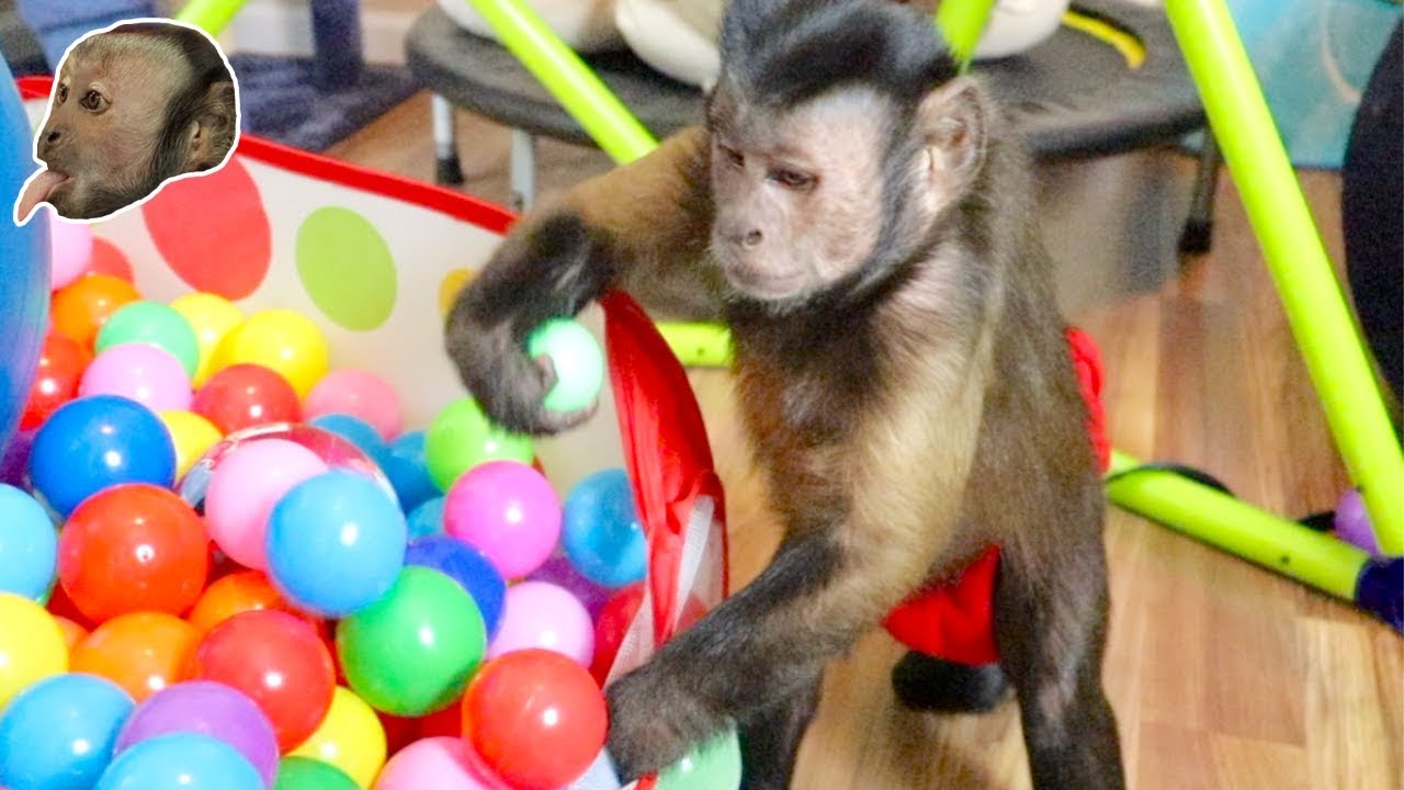 Capuchin Monkey Fun Jumps & Tickle Time!