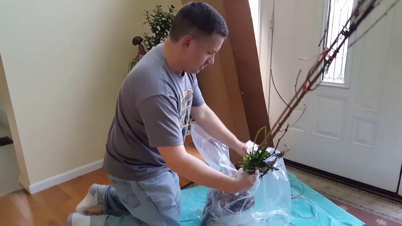 Инжир из питомника друга Исона.