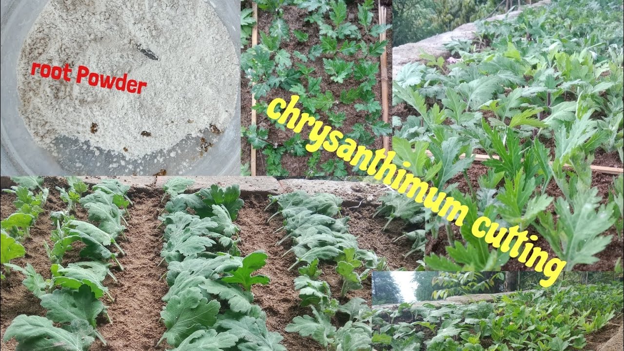 April 22, 2025 Godavari (Chrysanthemum)##cuttings###