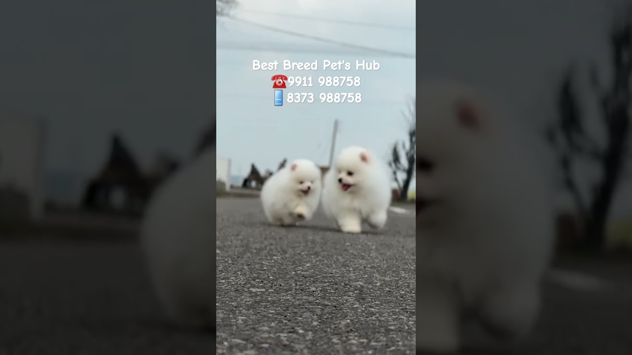 Toy Pom Puppy Available Home Delivery Anywhere in India #toy #pomeranian #pomeranianpuppy #india