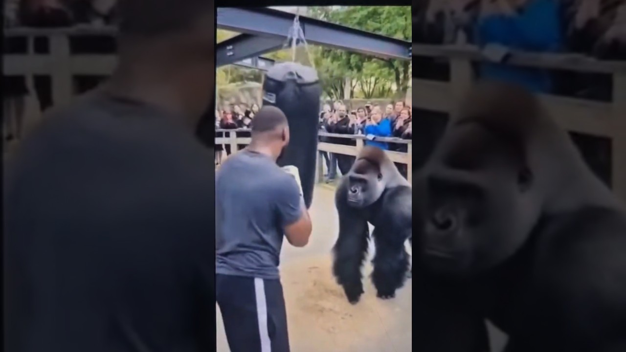 gorilla punch in power 😂