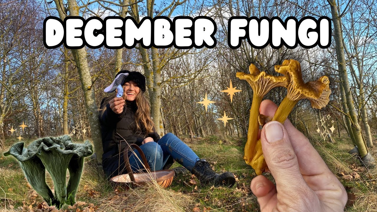 3 Must Know Mushrooms for December | ID, Harvesting & Uses