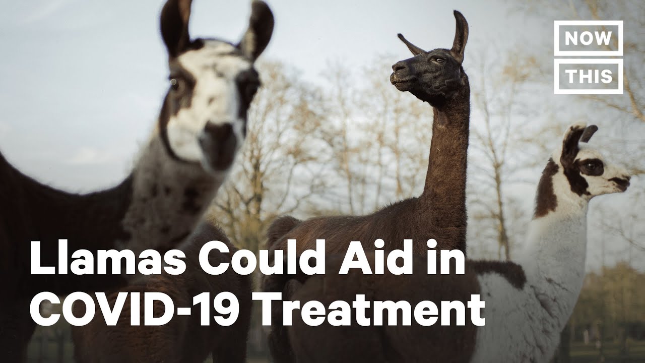 Llama Antibodies Show Promise For Potential COVID-19 Treatment | NowThis