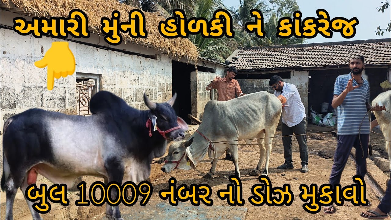 મુંની હોળકી આજે ફુલ હિટ મા છે પણ બીજદાન કરાવાય કે નો કરાવાય...??