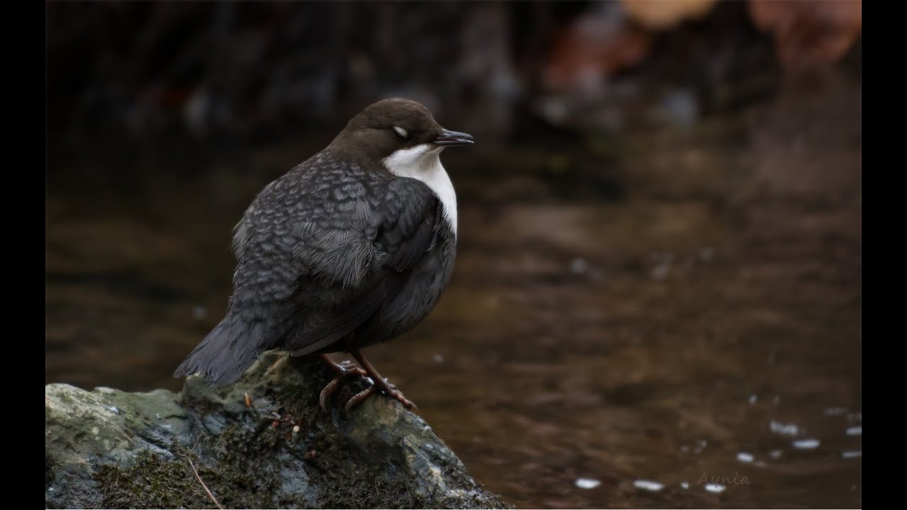 En Vandstær fra Rådmandshaven- Ellebæk. A Dipper from Rådmandshaven