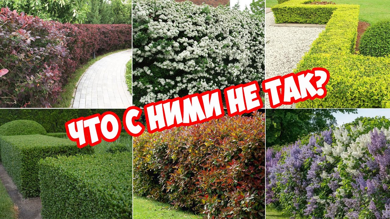 6 проблемных кустарников для живой изгороди: Сирень, Чубушник, Боярышник, Бирючина, Барбарис ...