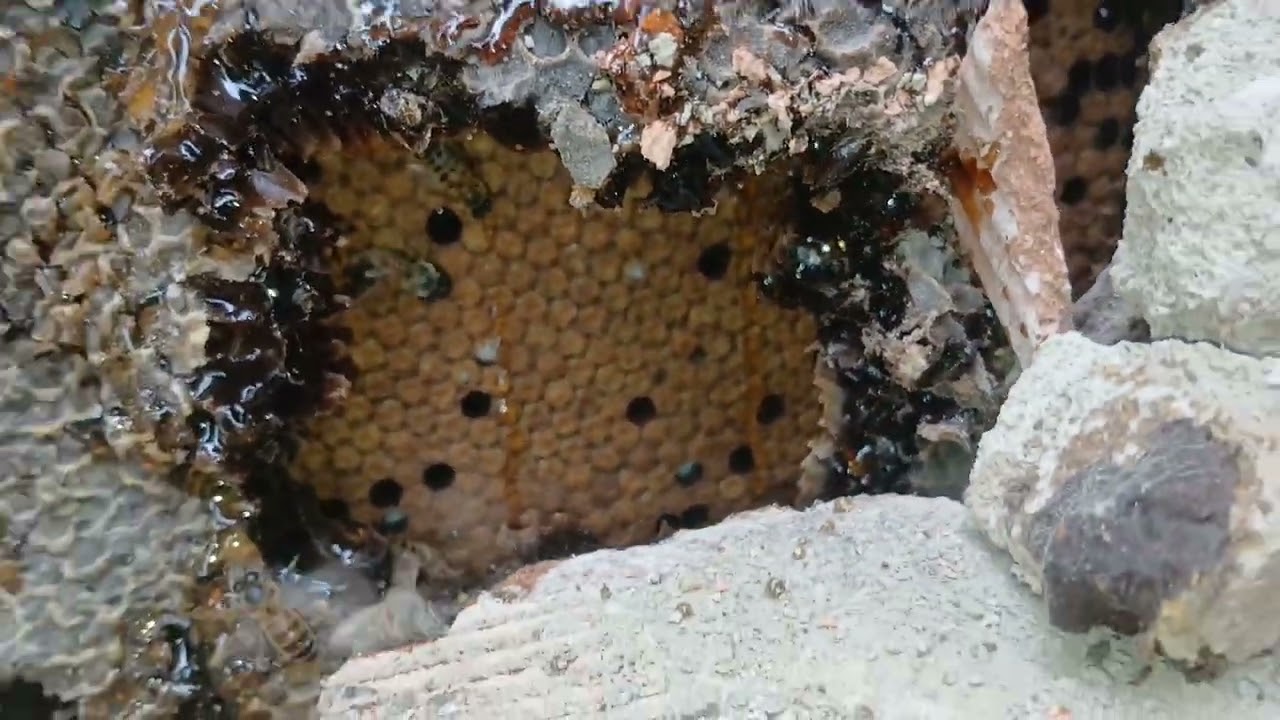 INCRÍVEL: Colônia de abelhas escondida atrás do cimento! Veja como fizemos o resgate