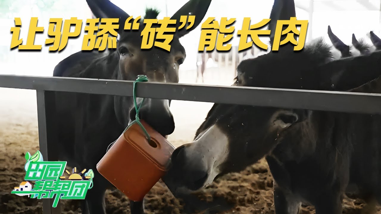 他说养驴赚钱难，高手养驴赚钱快！想让倔驴长肉，这块神秘“砖头”有奇效！驴儿看到就想舔，舔完瘦驴变肥驴！|「田园帮帮团」20230922
