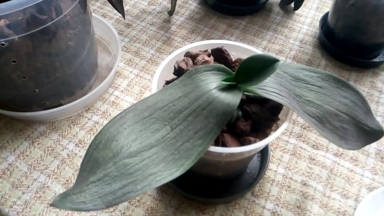 Orchidea (gyökérrothadásból mentetett Phalaenopsis)