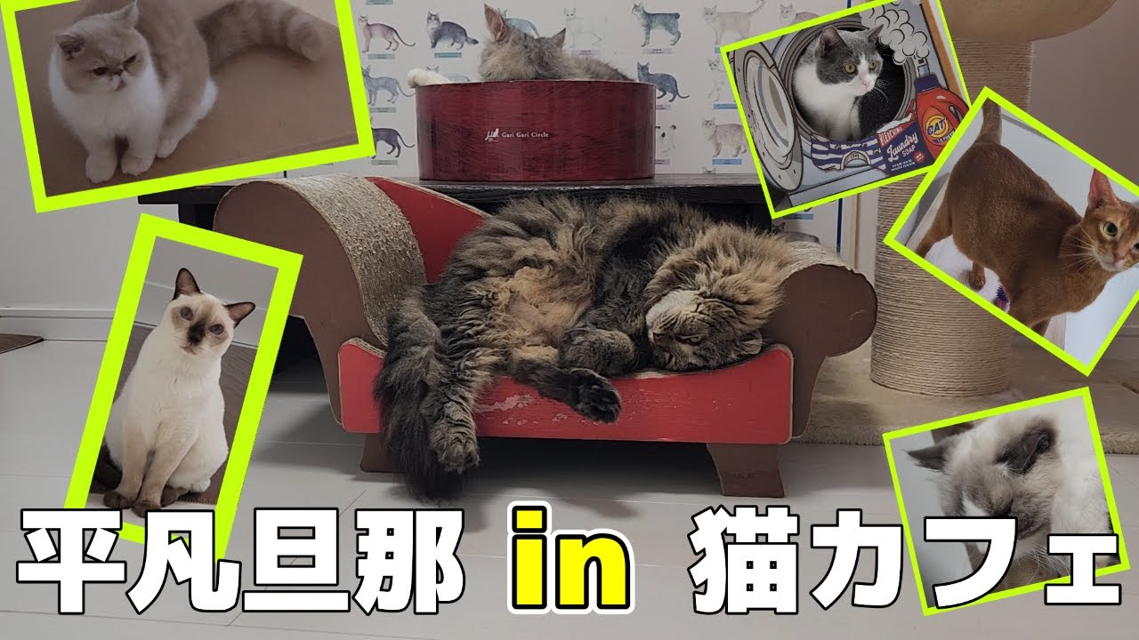 【お出かけ】猫カフェ最高〜！！！！