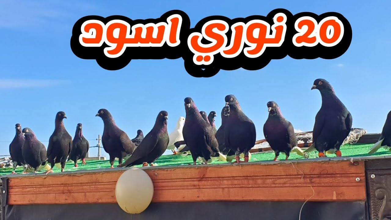 شو قصة القطعة الجديدة 20 نوري اسود