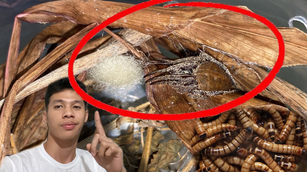 NANGITLOG ANG AKING SAMON                #PAANGAT