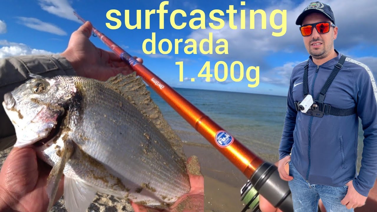 حصيلة رائعة سمكة الملكة دورادا بطعم كاطالانا في المضيق #surfcasting #morocco #fishing #mdiq #صيد