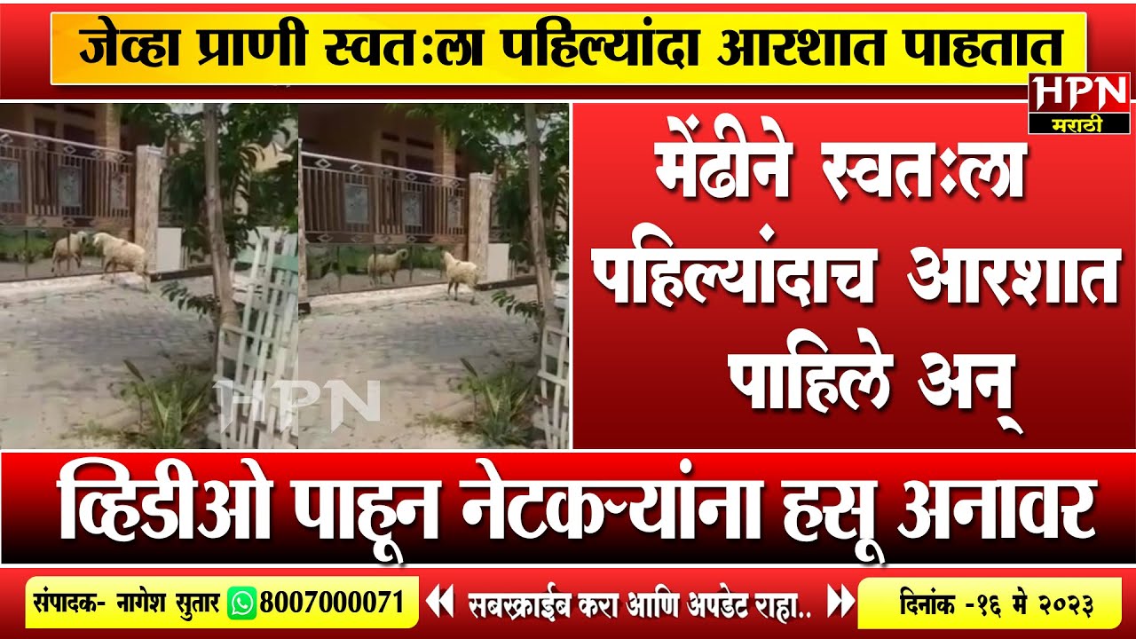 मेंढीने स्वत:ला पहिल्यांदाच आरशात पाहिले अन् | sheep । HPN MARATHI NEWS