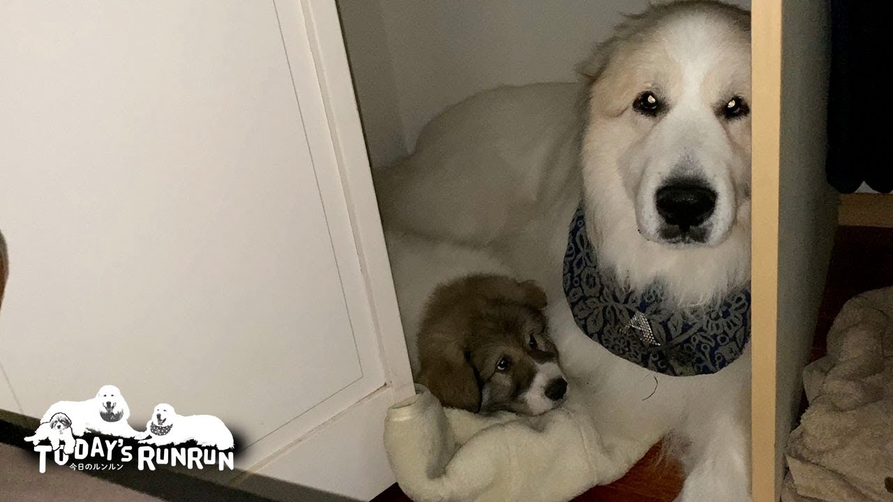 ベルから逃げてシェルターへ避難したのにベルと寝ているアランです　Great Pyrenees　グレートピレニーズ