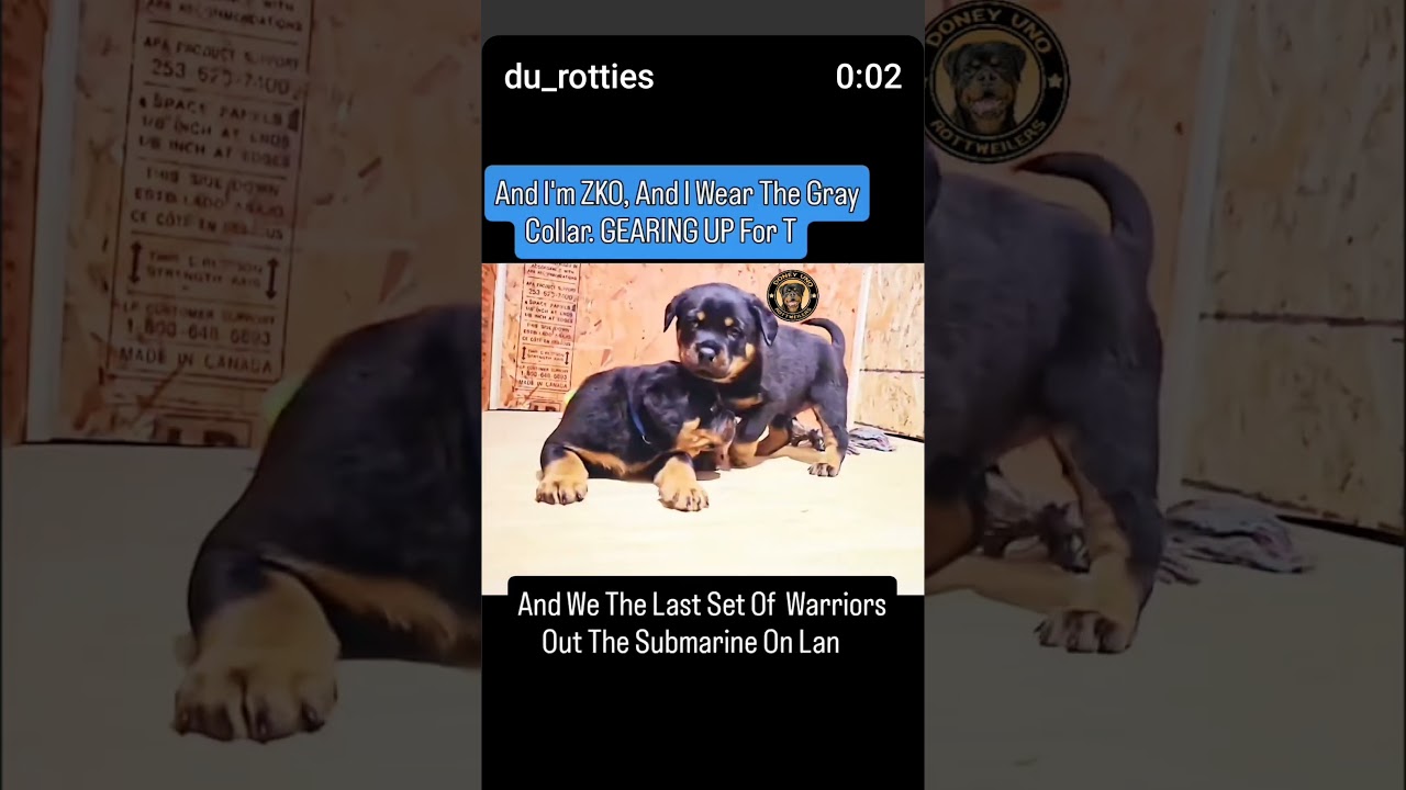 ROTTWEILER BROTHERS. 