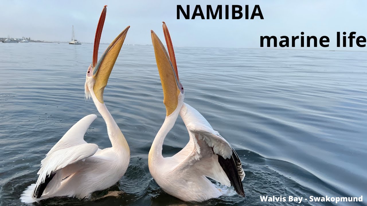 NAMIBIA marine life - Walvis Bay - Swakopmund