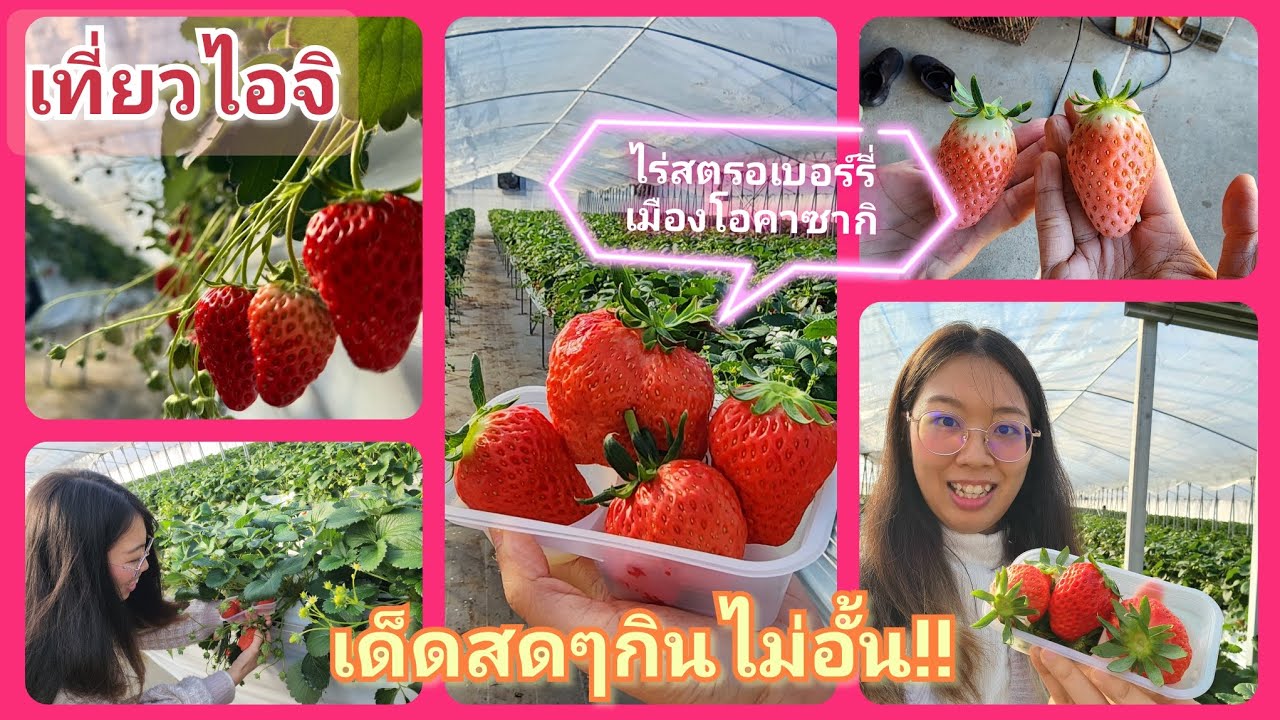 ไปไร่สตรอเบอร์รี่ในจังหวัดไอจิกัน คุ้มเกินราคา!! | Kaneka Farm Okazaki, Aichi | カネカ農園