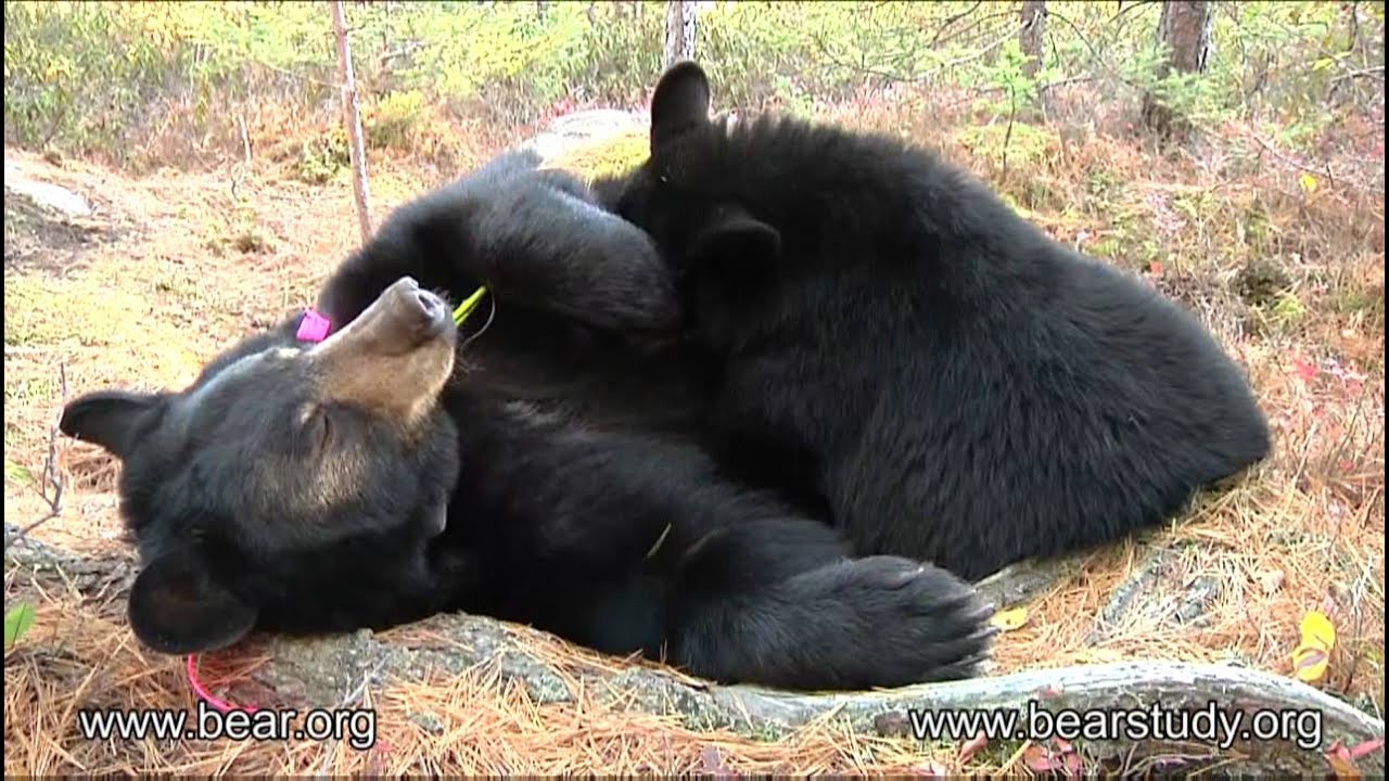 September 30, 2011 - Lily the Black Bear - Faith nursing