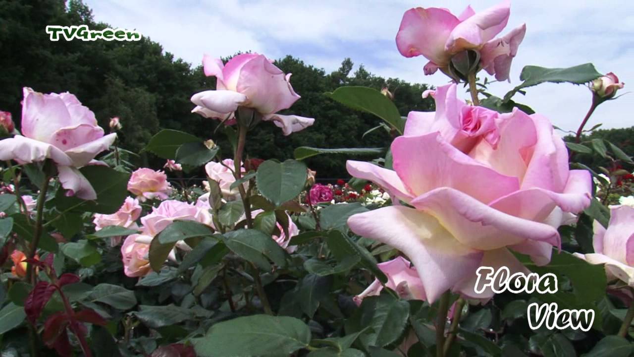 Maasvallei: Rosarium Lottum - Rozentuinen