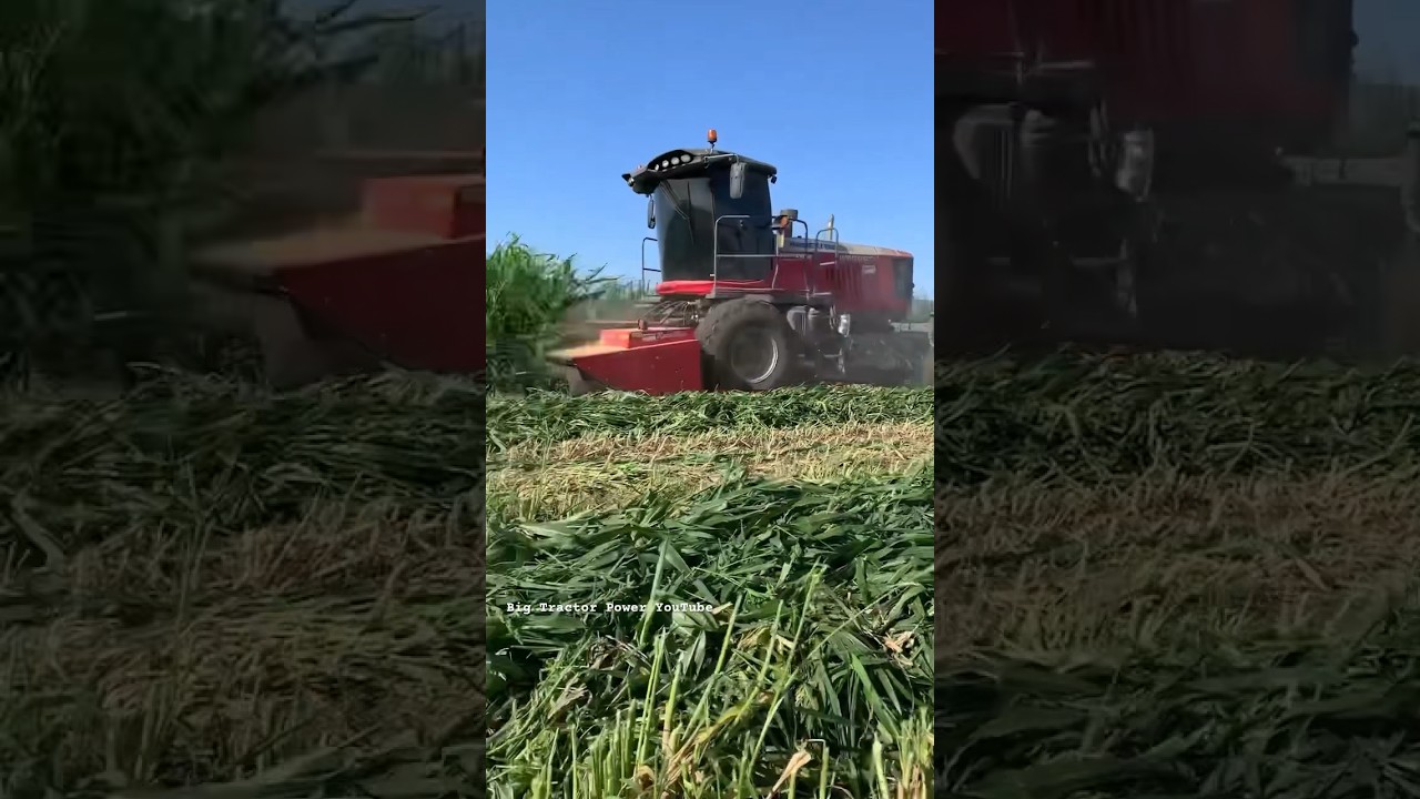 MASSEY FERGUSON HESSTON WR9980 Windrower #bigtractorpower #masseyferguson #hesston #mowinggrass
