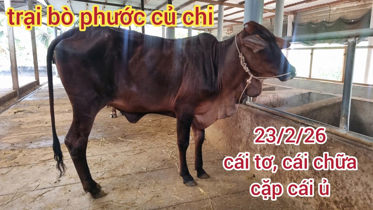 23/2/26: cái tơ: 19,5, cái chữa: 24, hf chữa: 29,5, cặp ủ: 32,5..lh 0366407679