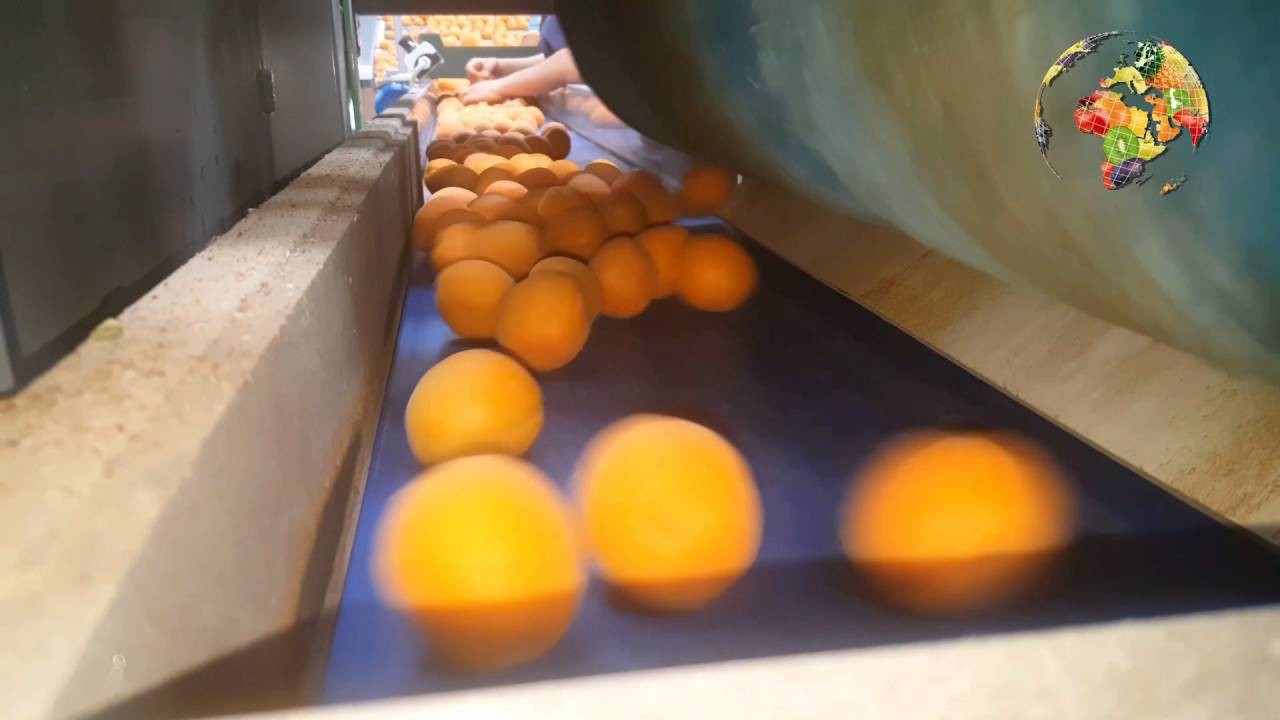 2016 - GUIMERA (SPAIN) - Plumone 4L - Apricot