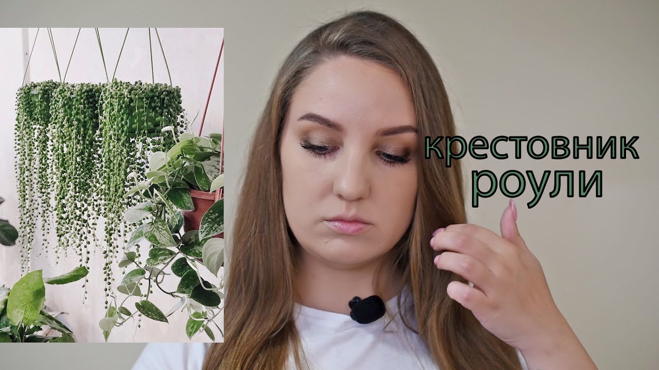 Крестовник роули. Вариегатность. Размножение. Уход.