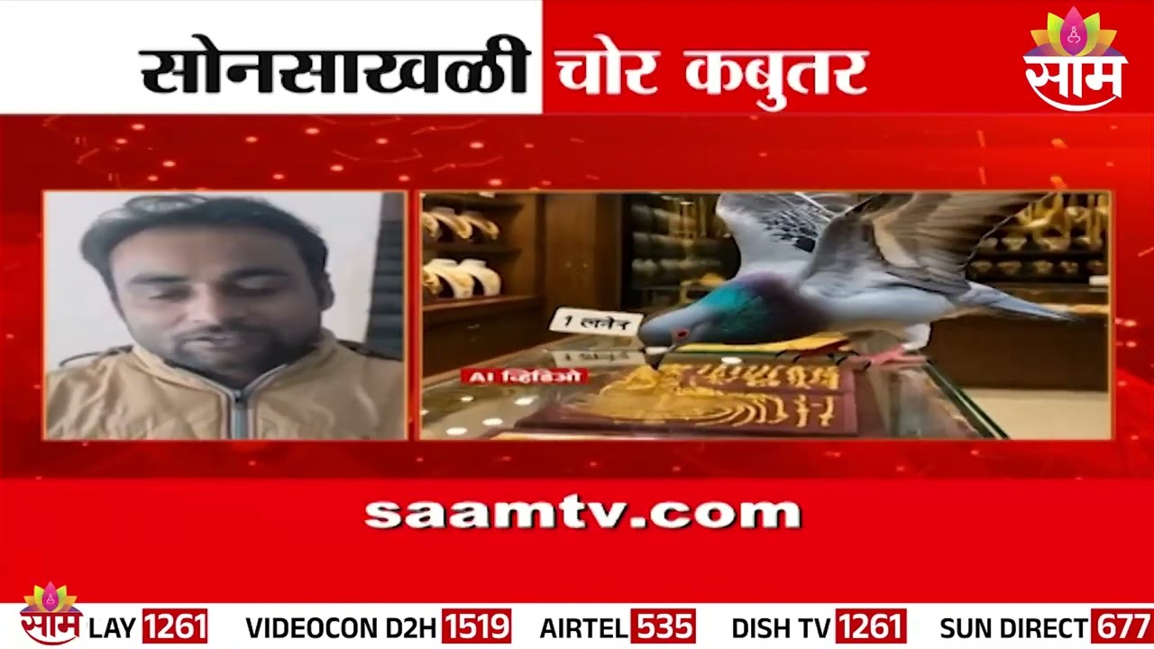 Special Report | प्रेमाचं प्रतिक म्हणून ओळखला जाणारा निघाला चोर | Pigeon Theft