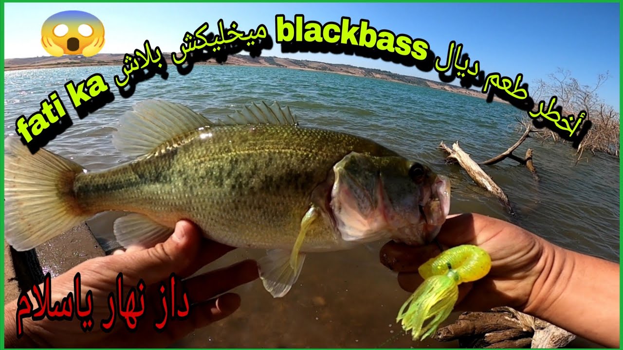 استراتيجية فعّالة لصيد البلاك باص بالطُّعم الاصطناعي 🎣 شرح + لقطات حقيقية 💥😱🙏🎣