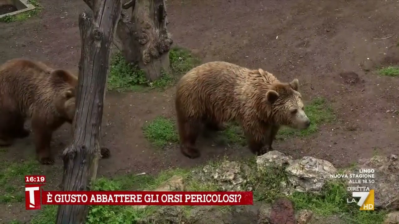 Orsa JJ4: 