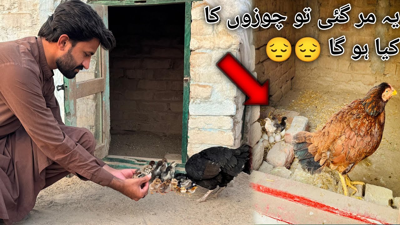 Cute Sy Chuzay nikal Aye 😍Lakin Red Murghi Bemar Hogai 😔